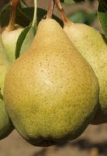 ×